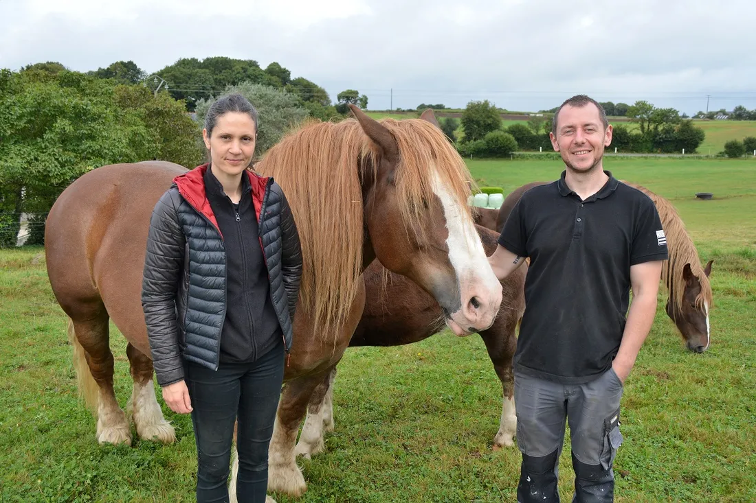 Jumenterie de Cornouaille